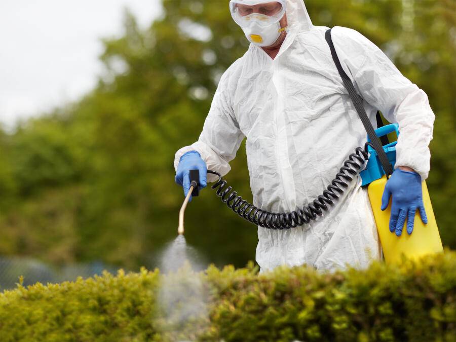 Pest control deterrent spray on bush